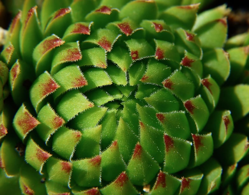 Succulent Plant